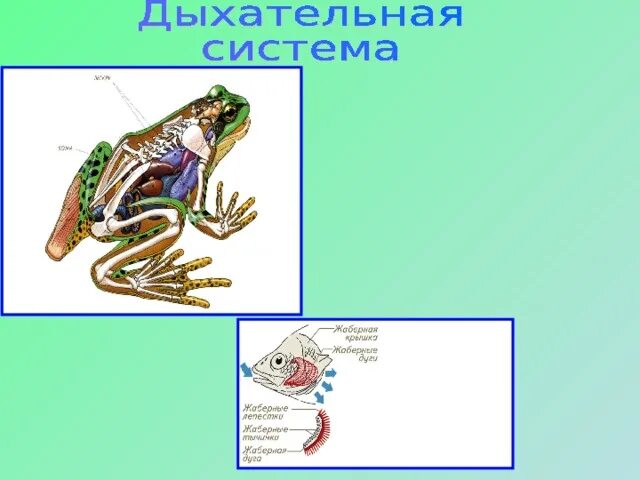 Дыхательная система земноводных кожа. Система дыхания земноводных. Земноводные строение органов дыхания. Дыхательная система жабра выделительная система. Дыхательная система система земноводных.