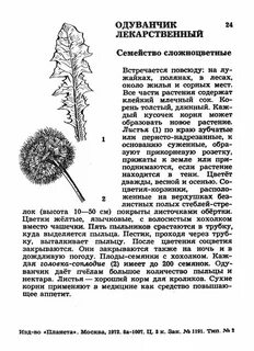 Структура листа одуванчика
