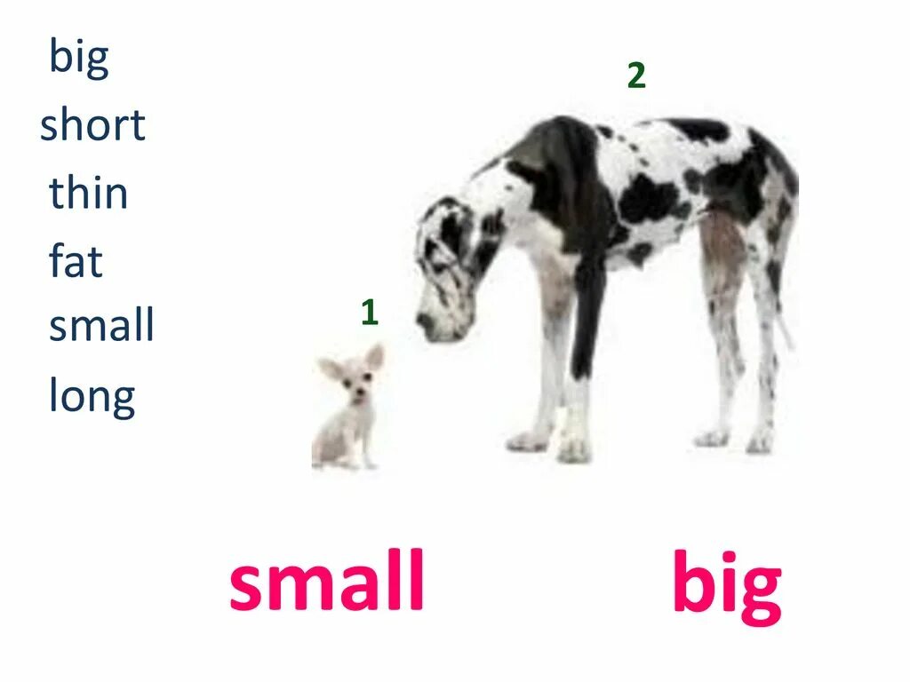 Big small long short. Adjectives big small long short. Картинки big small. Small big thin fat short long. Thin adjective