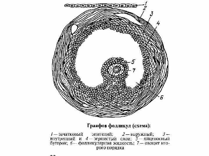 Граафов пузырек яичника. Граафов пузырек строение. Граафов пузырек схема. Граафов пузырек строение гистология. Граафов пузырек яичника строение.