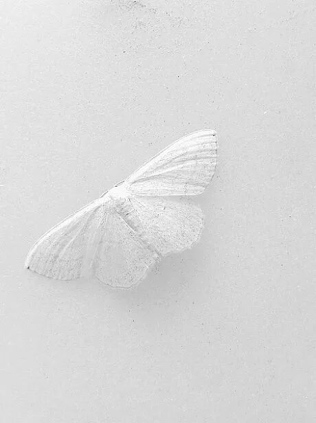 White белый. Эстетика белого цвета. Мотыльки Эстетика. Белые бабочки Эстетика. Белое на белом.
