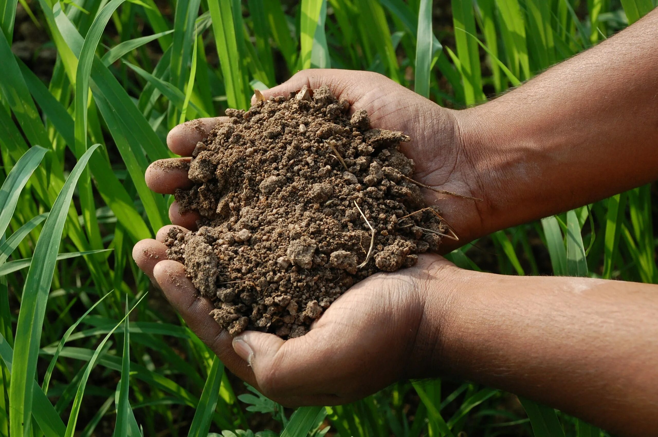 Чистый грунт. Soil. Гумус. Горсть почвы.