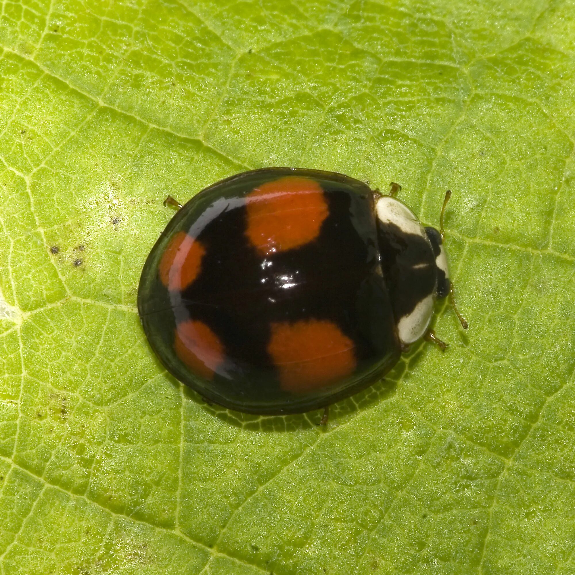 Божья коровка черные точки. Божья коровка Harmonia axyridis. Азиатская Божья коровка (Harmonia axyridis). Черная Божья коровка Арлекин. Хармония аксиридис.