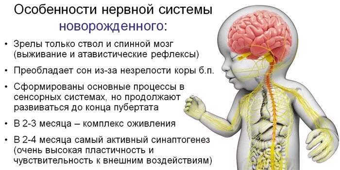 Поражение мозга у новорожденных. Нервная система ребенка. Нервная система новорожденного ребенка. Особенности ЦНС У новорожденных. Особенности нервной системы у детей.