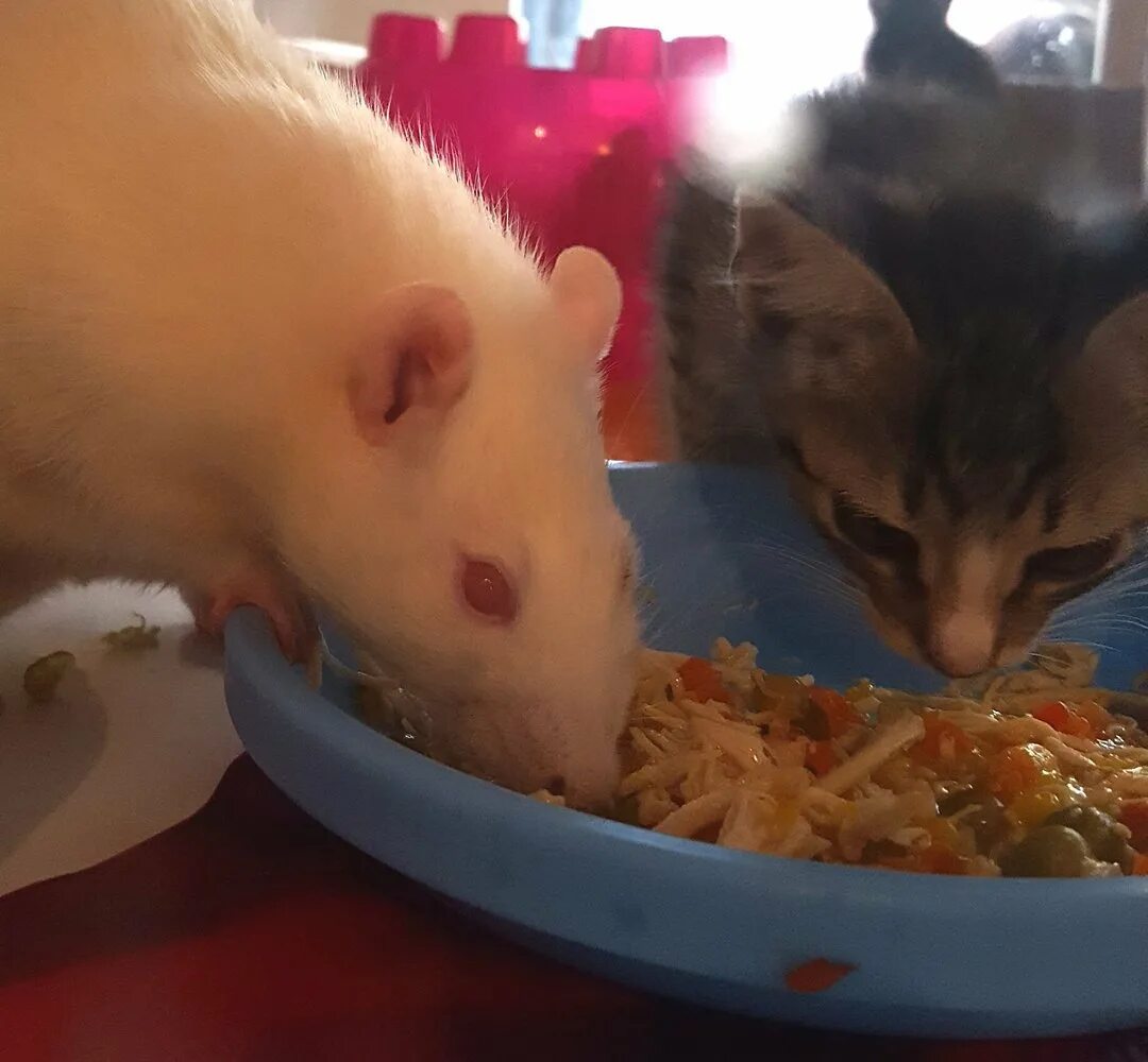 Коты едят крыс. Кот и крыса. котенок и крыса. крысята и котята. кот с крысой дружат.