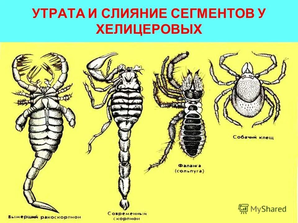 Сегменты тела сливаются в отделы. Слияние сегментов. Слияние сегментов. Слияние сегментов. Слияние сегментов.
