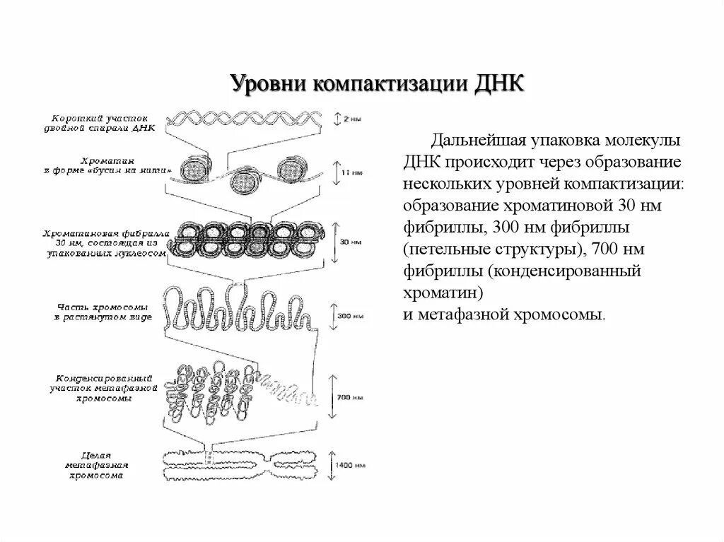 Молекула органического вещества эукариотической клетки. Уровни упаковки компактизации ДНК. Уровни компактизации ДНК эукариот. Хромосомный уровень компактизации ДНК. Уровни упаковки ДНК В хромосоме эукариот.