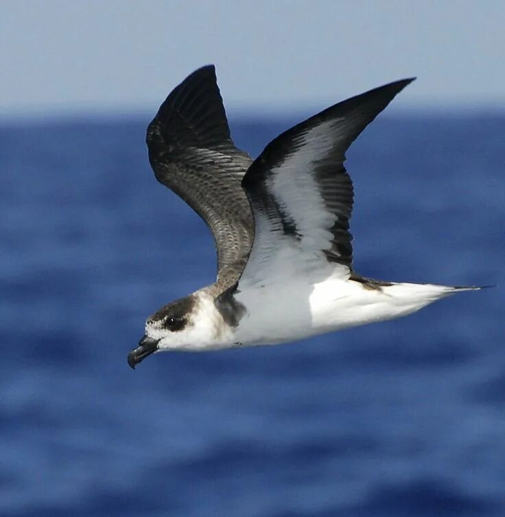 Seabirds it seems