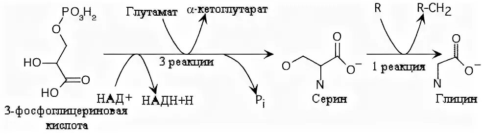 Гли цис