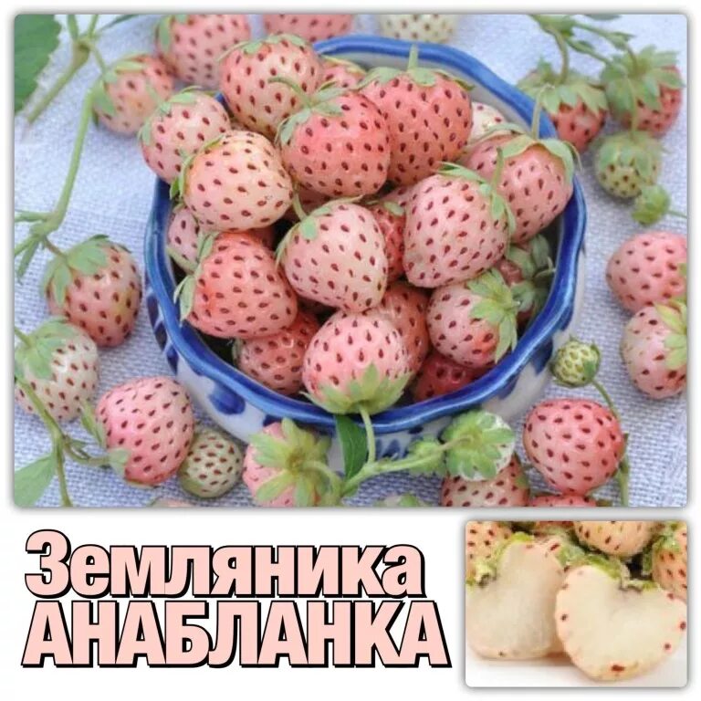 Клубника анабланка. Клубника Ананасная Пайнберри. Земляника Анабланка ремонтантная. Клубника Анабланка ремонтантная. Земляника Ананасная ремонтантная.