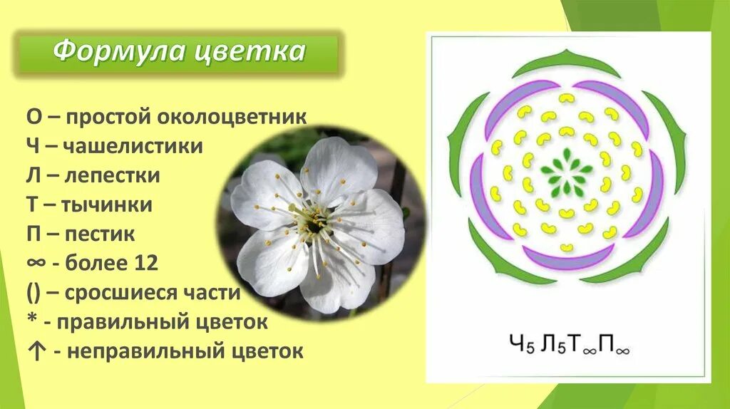 Формулу цветка ч5л5т5п1 имеют. Формула цветка ч5л5тбесконечноп1. Чашелистики в формуле цветка. Формула цветка 5 класс биология. Строение цветка формула покрытосеменных растений.