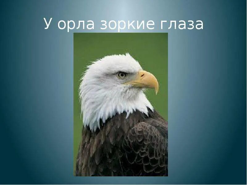Какой орган чувств развит у орла. Зоркий глаз орла. путешествие в синегорье к орлу зоркий глаз. органы чувств у орла. глаз как у орла.