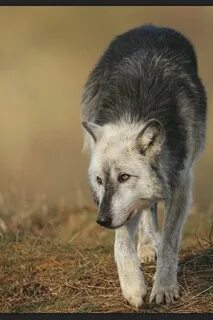 Американский вульф