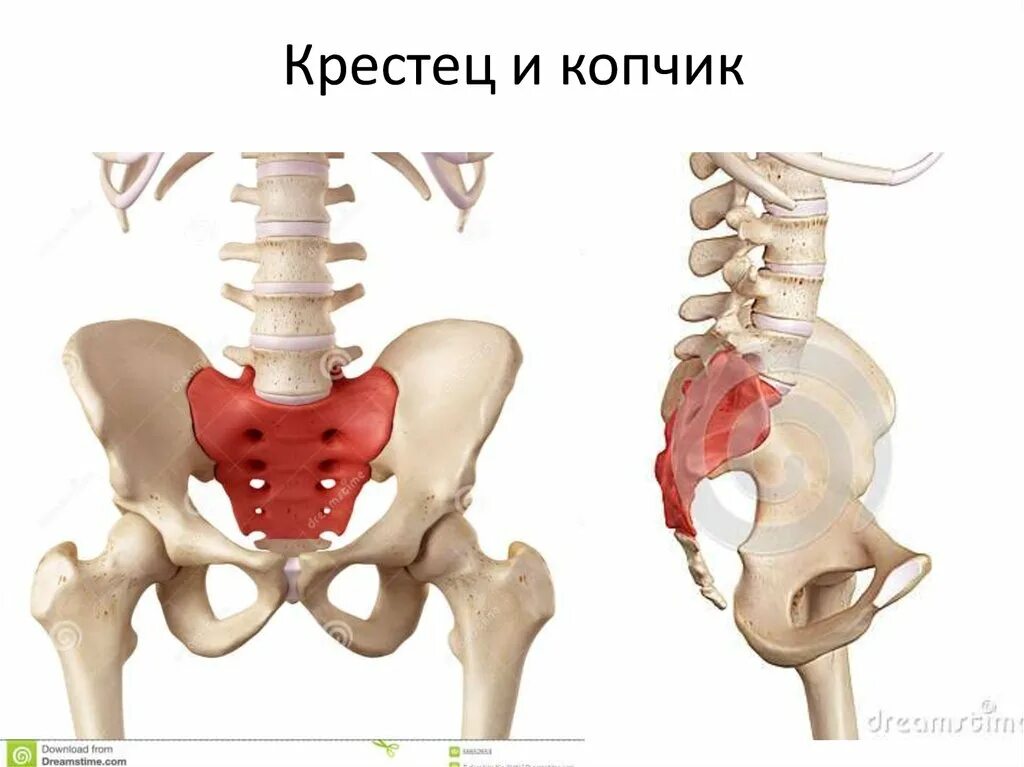 Строение крестца и копчика. Копчик крестец поясница строение. Крестец и копчик анатомия. Копчик анатомия человека. Позвоночник человека таз