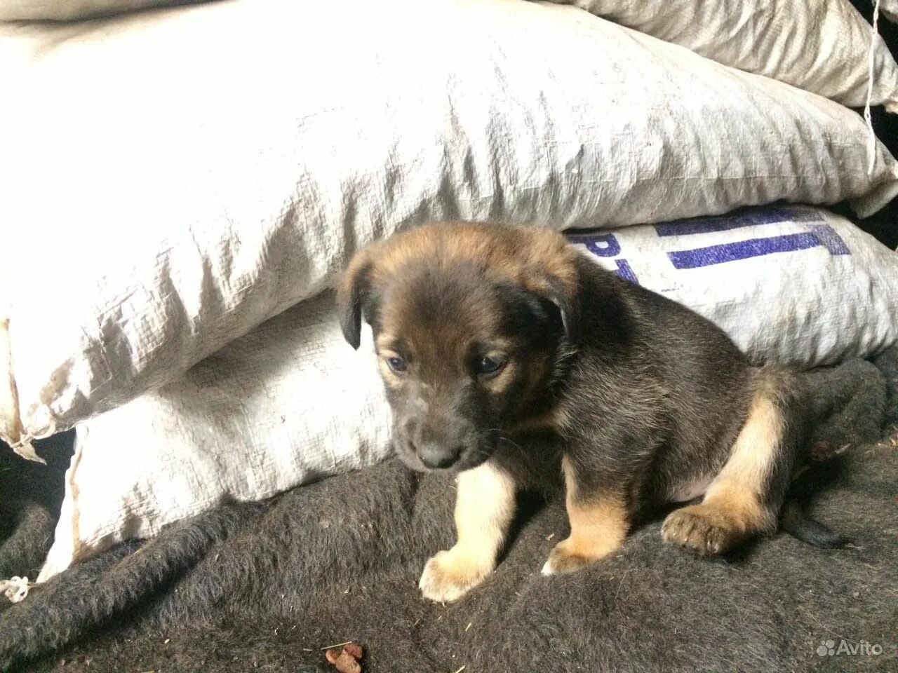 лабрадор щенок черный 3 месяца. 5 месяца. щенок немецкой овчарки 5 месяцев. алабай щенок 1 месяц. щенки сиба ину 1.