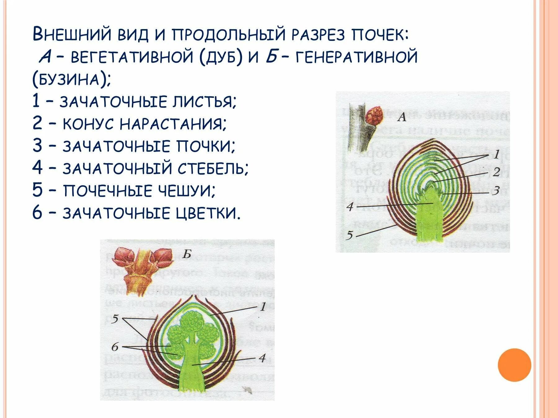 Функция зачаточных листьев в почке