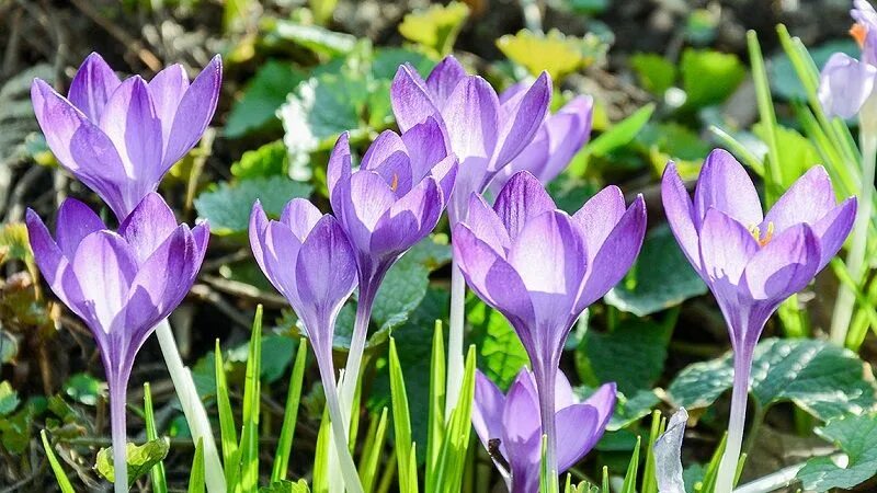 Крокус красная книга. Шафран прекрасный Crocus speciosus. Крокус Банатский Crocus banaticus. Крокус великолепный / Crocus speciosus. Крокус Кассиопея.