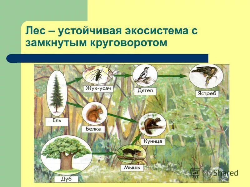 экосистема леса картинки. биоценоз хвойного леса схема. экосистема леса презентация. березовый лес устойчивая экосистема. биоценоз соснового леса.