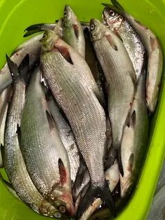 Рыба северянка 6 букв