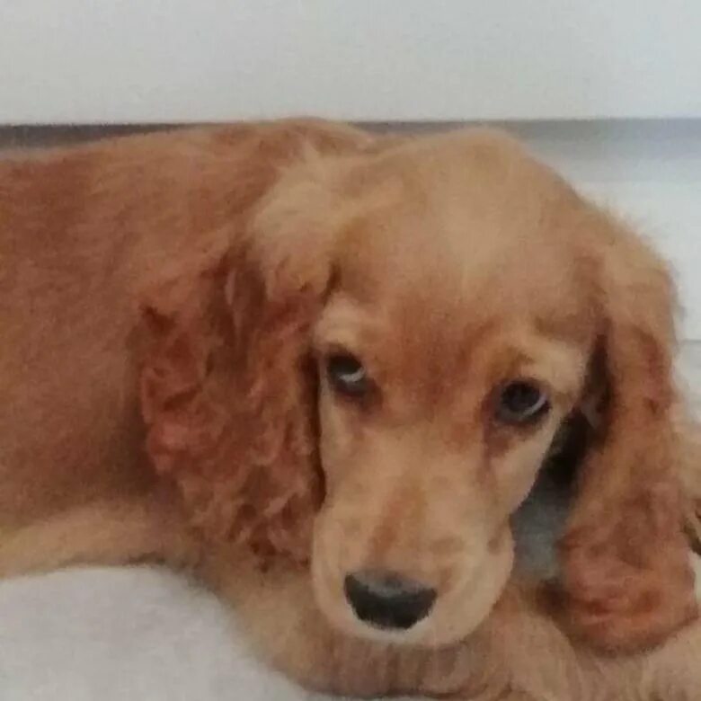 щенок русского спаниеля 3 месяца. английский кокер спаниель 5 месяцев. спаниель 3 месяца. метис кокер спаниеля. курцхаар/кокер спаниель.