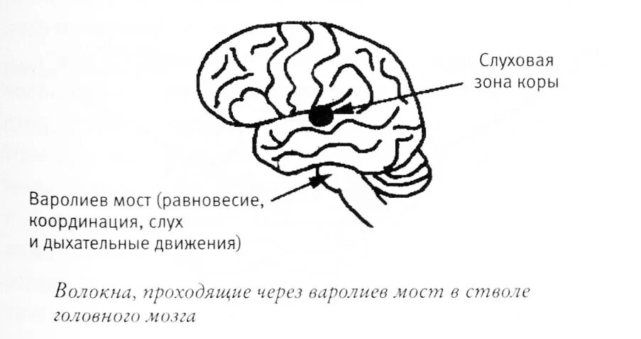 Слуховой центр коры мозга. Слуховая зона коры головного мозга. Функции слуховой зоны головного мозга. Слуховая зона коры головного мозга расположена в. Функции слуховой зоны коры головного мозга.