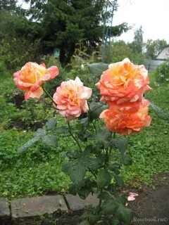 Marvels rose