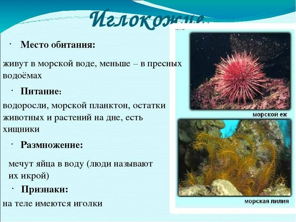 Иглокожие морская звезда, морской ёж, морская Лилия. Иглокожие морские лилии строение. Голотурии иглокожие размножение. Тип иглокожие класс морские звезды. Беспозвоночные обитание