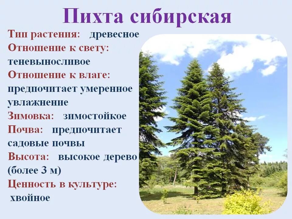 Голосеменные представлены только деревьями и кустарниками. Голосеменные растения пихта сибирская. хвойные голосеменные пихта сибирская. пихта сибирская продолжительность жизни хвоинок. пихта сибирская паспорт растения.