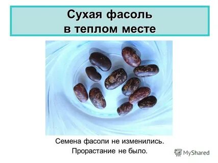 Прорастить фасоль 6 класс