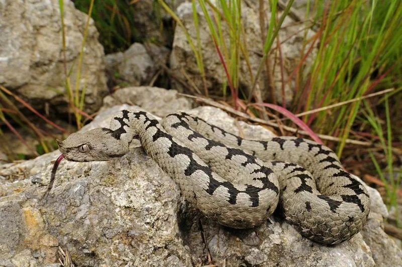 Гадюка образ жизни. Носатая гадюка Vipera ammodytes. Гадюка Расселла (Daboia russelii). Цепочная гадюка. Змея цепочная гадюка.