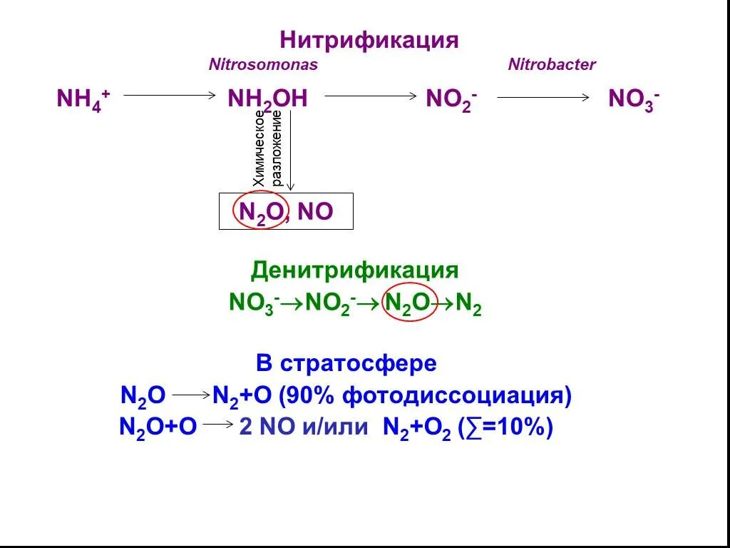 Процесс нитрификации. Нитрификация. Реакция нитрификации. Процесс нитрификации реакции.