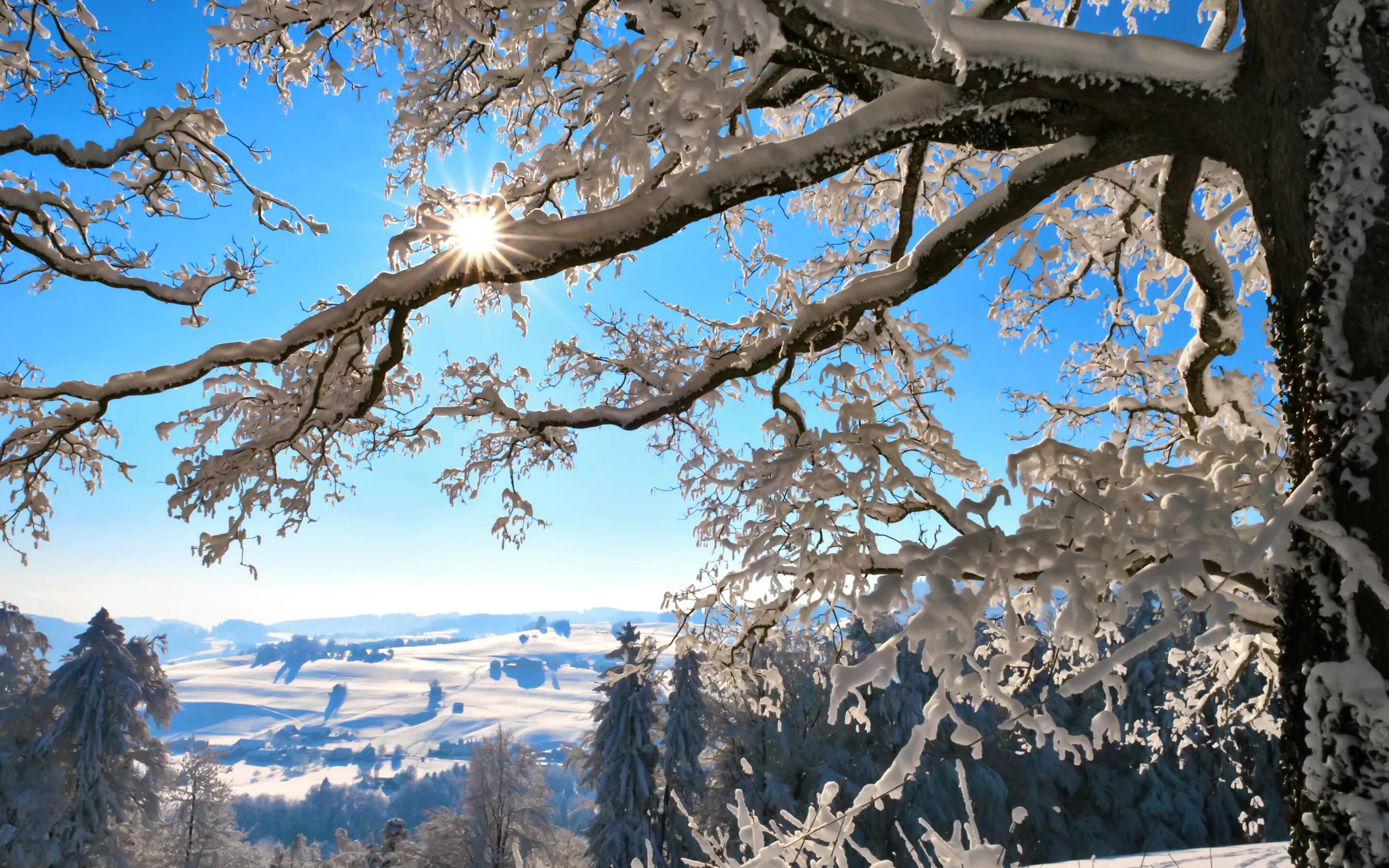 Деревья в снегу. Заснеженные деревья. Зимний пейзаж на рабочий стол. Зимнее дерево. Звуки природы зимой
