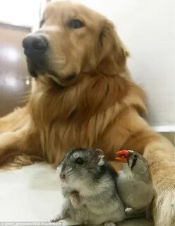 Кот собака и хомяк