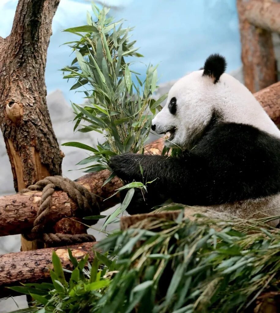 Фауна китая московский зоопарк. Панда в России. Большая Панда в России. Панда большая редкое животное. Российскую панду.