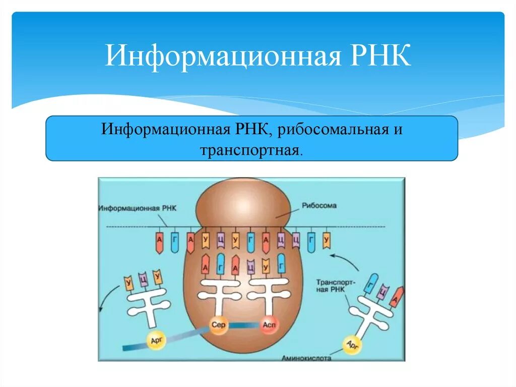 Размеры рнк. Строение и функции МРНК, ТРНК, РРНК. РНК транспортная информационная и рибосомальная. Рибосомная РНК. Рибосомальная РНК функции.