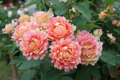 La rose des