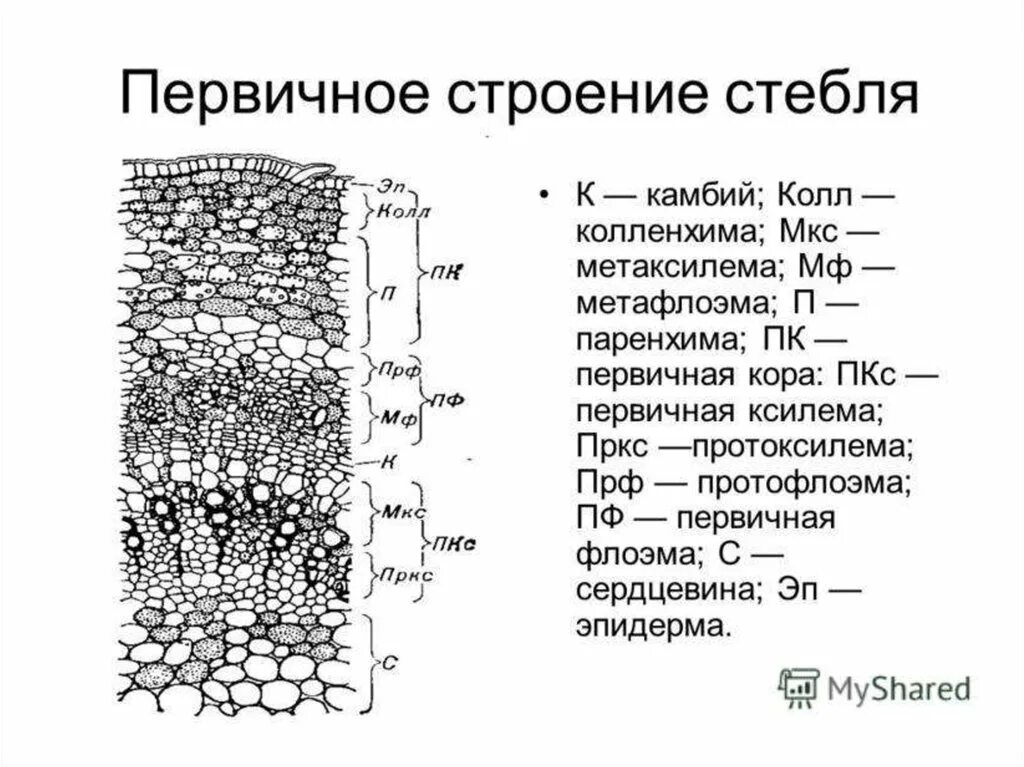 Анатомическое строение стебля травянистых растений. Первичное Анатомическое строение стебля. Первичная структура стебля. Первичная флоэма стебля. Анатомия стебля первичное строение.