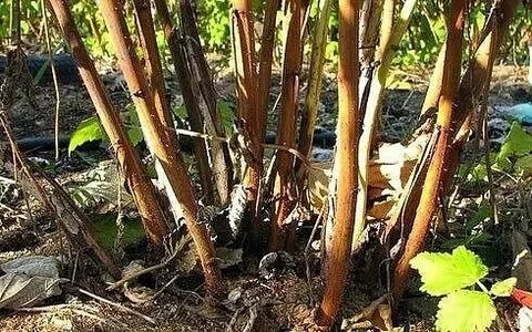 Омолодить малину на старом месте