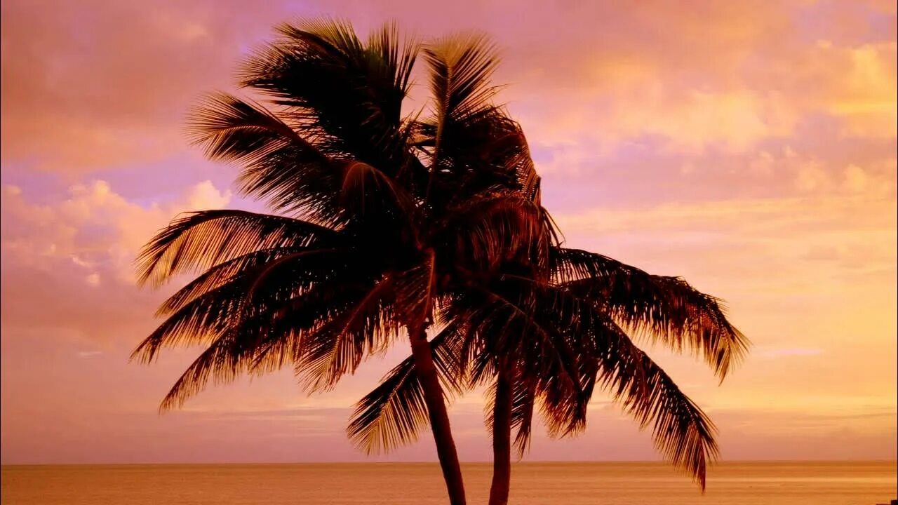Jan theme. Miami vice theme. crockett theme. miami vice crockett&#039;s. jan hammer crockett&#039;s theme.
