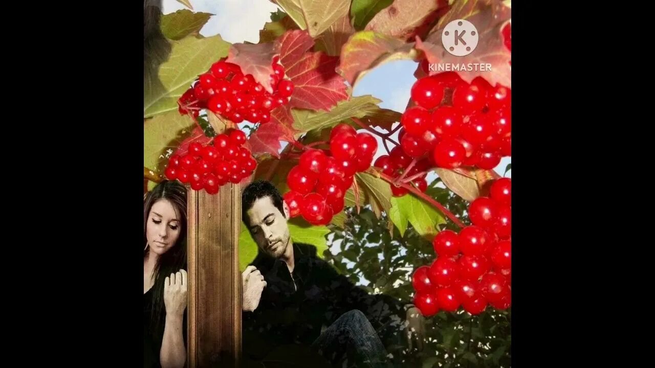 Радовесть калачинск. Калина алтайская. Калина кудрявая. Бездонна осени краса. Калина алтайская.