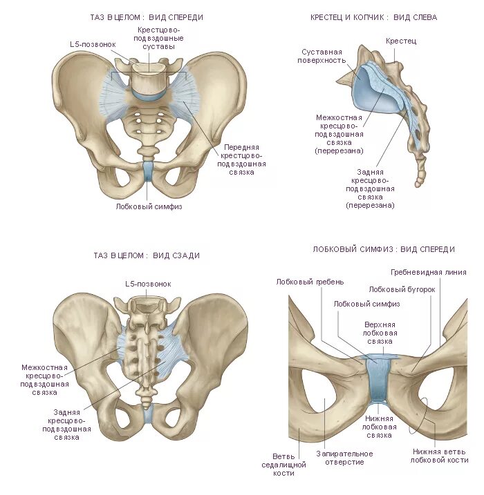 Строение скелета тазового пояса. Как называется таз. Тазовый пояс подвздошная кость. Кости таза анатомия человека. Таз строение тазовой кости.