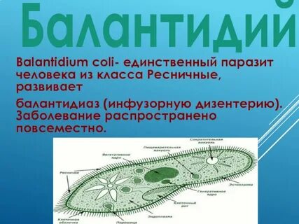 Балантидий
