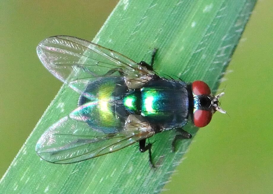 Fly зеленый. Fly the greenest. Fly зеленый. Fly зеленый. Зеленые летающие насекомые.