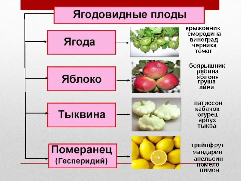 Происхождение и строение плодов 6 класс. Лабораторная работа по биологии 6 класс плоды сочные. плоды, классификация плодов 6 кл биология. лабораторная работа по биологии 6 класс по теме типы плодов. таблица по биологии 6 класс плоды сухие сочные.