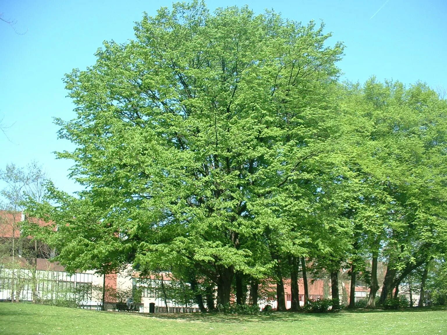 Деревья средней полосы фото. Carpinus betulus. Лиственные деревья России. Граб дерево в Подмосковье.