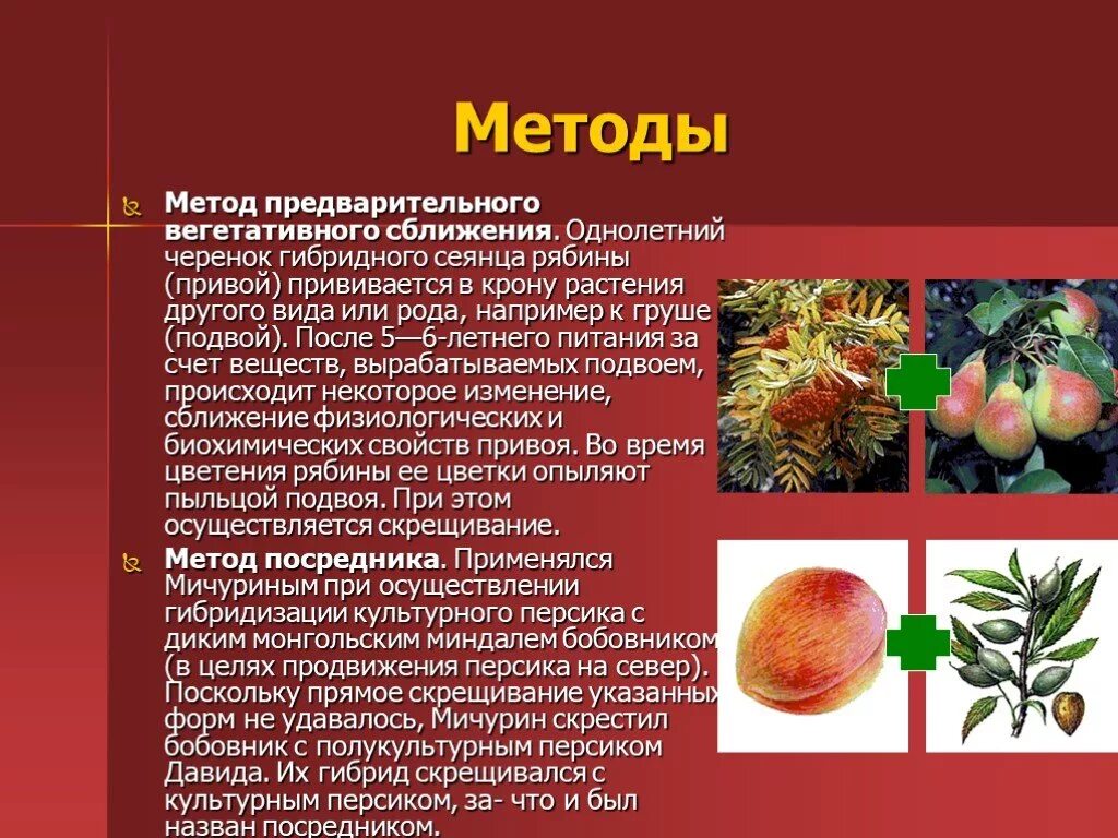 Методы селекции мичурина. Мичурин метод ментора. Метод ментора в селекции. Методы селекции мичурина. Метод ментора в селекции растений.