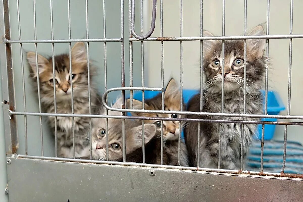 Возьми кошку из приюта. Приют для кошек и собак. Приют для животных кошки. Кошачий приют псков. Приют королев кошки.