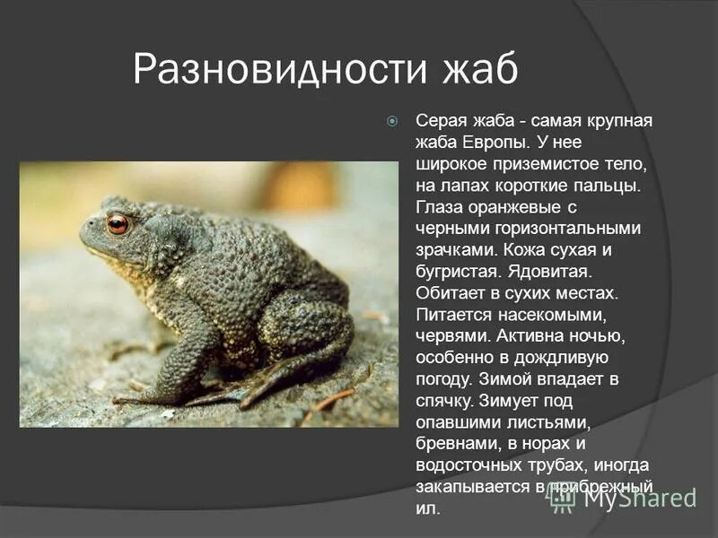 Серая жаба. Серая жаба самая крупная жаба европы. Жаба буфо буфо. Жаба серая (bufo bufo linnaeus). Серая жаба bufo bufo.