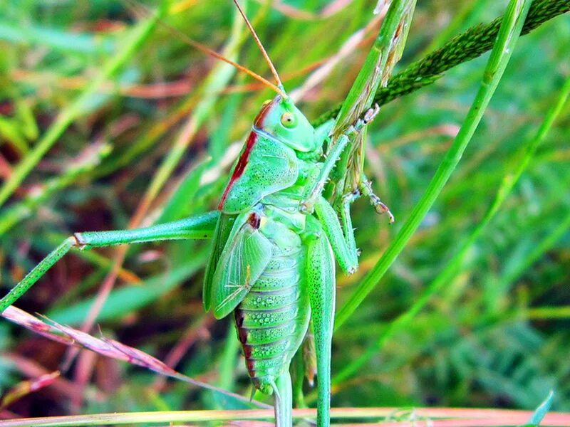 кузнечики запись. сем.