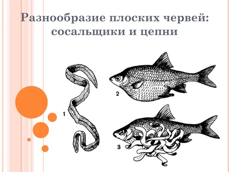 Разнообразие плоских. Разнообразие плоских червей сосальщики и цепни. многообразие паразитических червей 7 класс биология. эпиграф про паразитических червей. схема разнообразия плоских червей сосальщики и цепки.